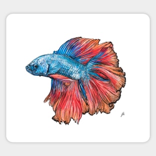 Siamese Fighting Fish Sticker